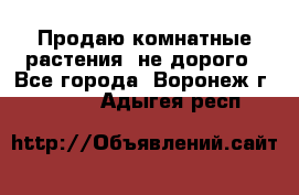 Продаю комнатные растения  не дорого - Все города, Воронеж г.  »    . Адыгея респ.